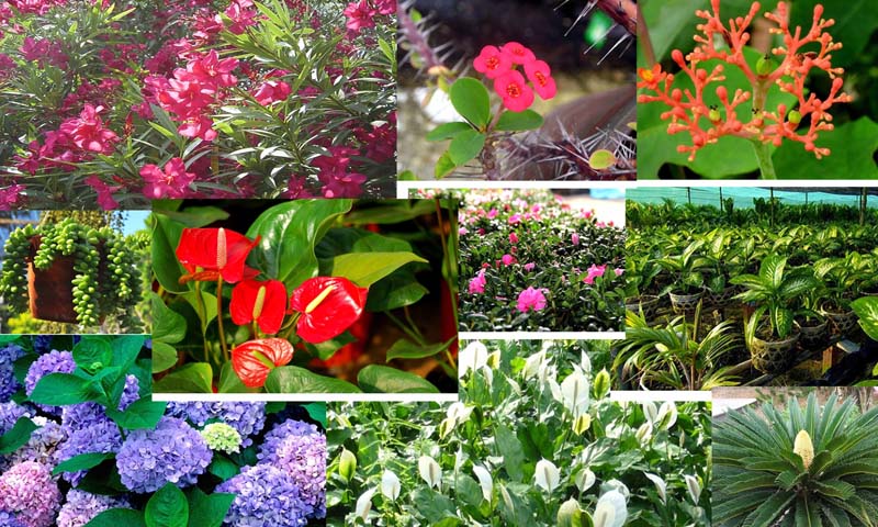 10 loại cây cảnh chứa chất độc gây hại cho sức khỏe