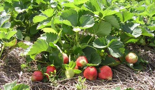 DÂU TÂY ĐÀ LẠT KHAN HÀNG, GIÁ TĂNG CAO