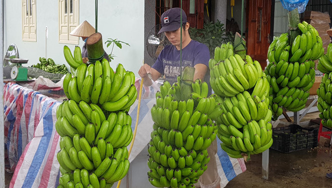 Chuối Laba đi Nhật Bản