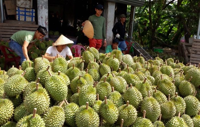 Giá sầu riêng cao ngất, bảo kê đe dọa thương lái, ép nông dân