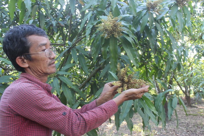Mùa trái cây Tết giảm năng suất vì thời tiết