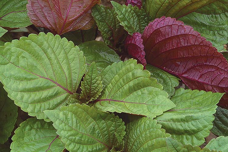 9 tác dụng của lá tía tô có thể bạn chưa biết