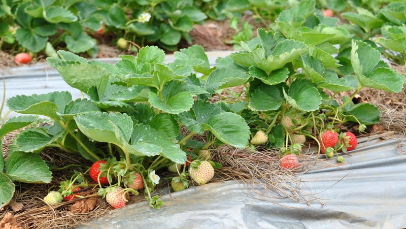 vườn d&acirc;u sạch